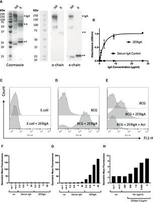 Mucosal Therapy of Multi-Drug Resistant Tuberculosis With IgA and Interferon-γ